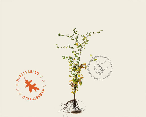Fagus sylvatica (Groene Beuk) - blote wortel