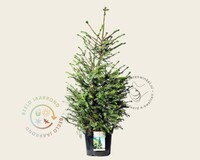 Picea omorika - in pot