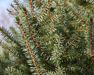 Picea omorika - in pot