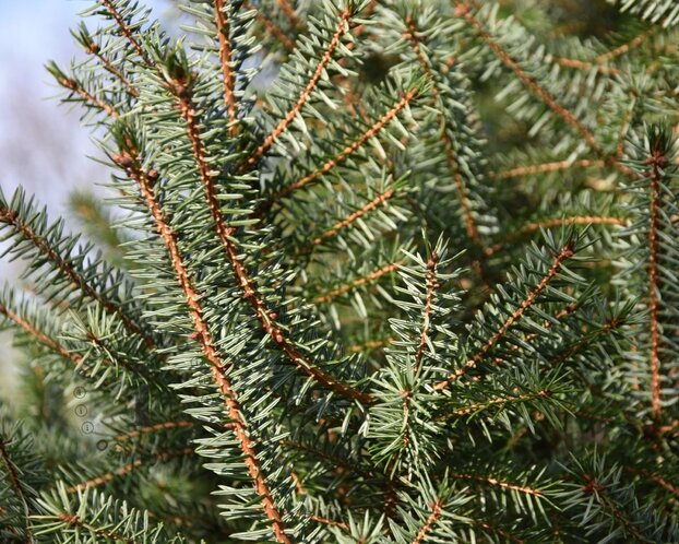 Picea omorika - in pot