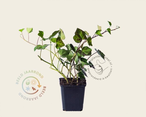Hedera hibernica 15/20
