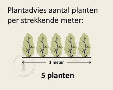 Hedera hibernica 15/20