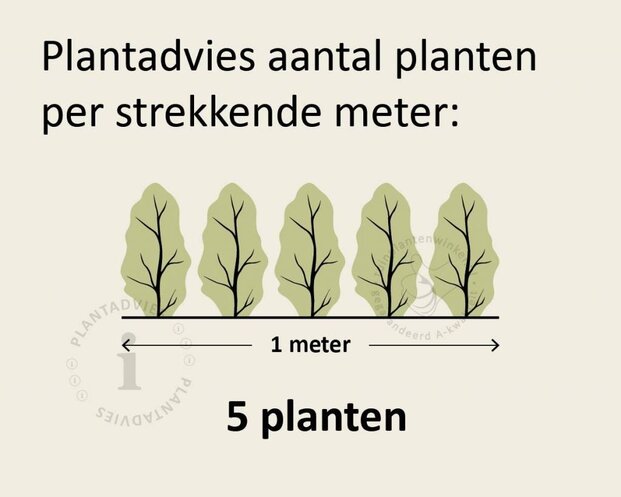 Hedera hibernica 15/20