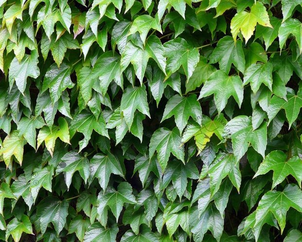Parthenocissus tricuspidata 'Veitch Boskoop'