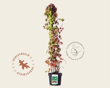 Parthenocissus tricuspidata 'Veitch Boskoop'