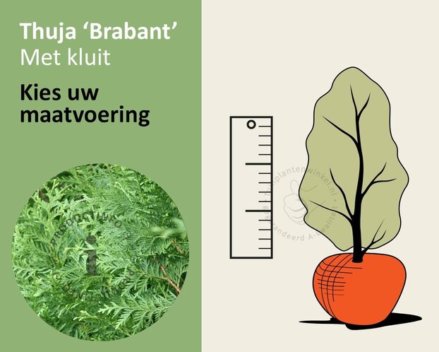 Thuja occidentalis 'Brabant' - kluit
