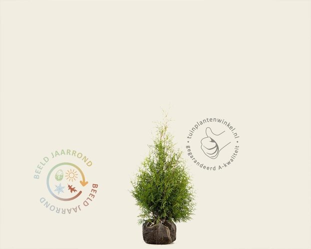 Thuja occidentalis 'Brabant' - kluit