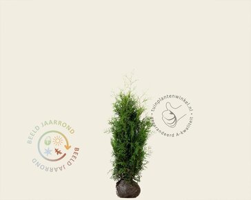 Thuja occidentalis 'Brabant' - kluit