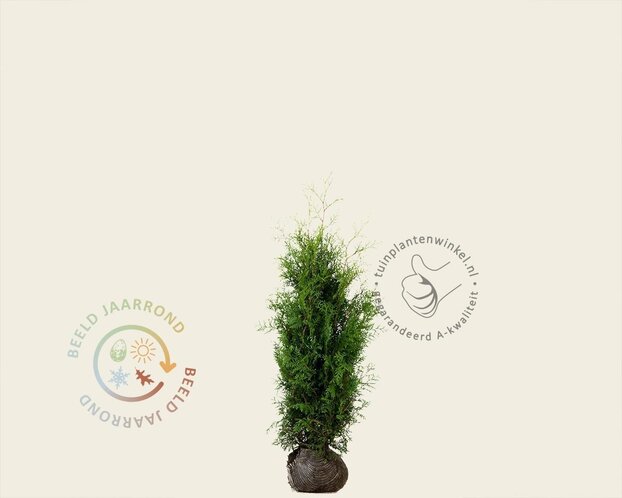 Thuja occidentalis 'Brabant' - kluit