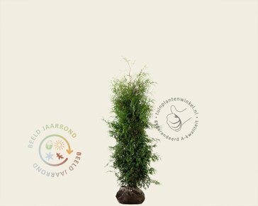 Thuja occidentalis 'Brabant' - kluit