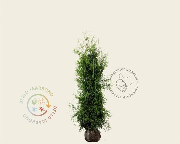 Thuja occidentalis 'Brabant' - kluit