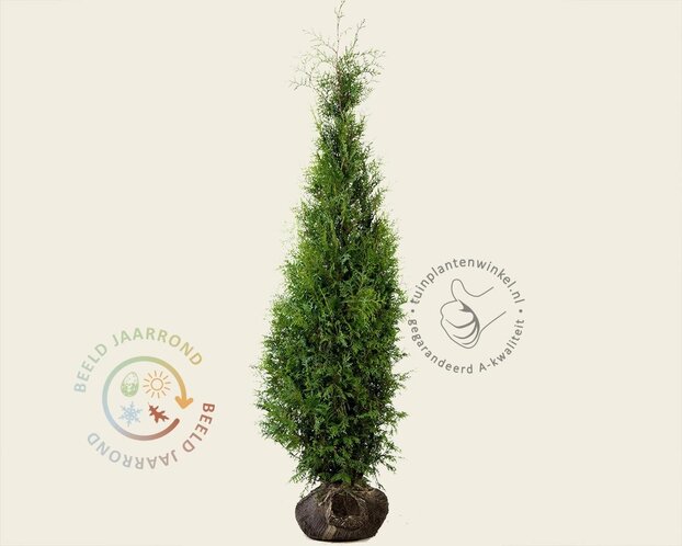 Thuja occidentalis 'Brabant' - kluit