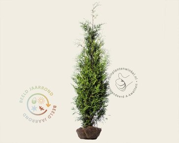 Thuja occidentalis 'Brabant' - kluit