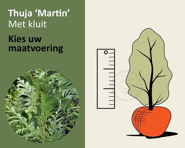 Thuja plicata 'Martin' - kluit