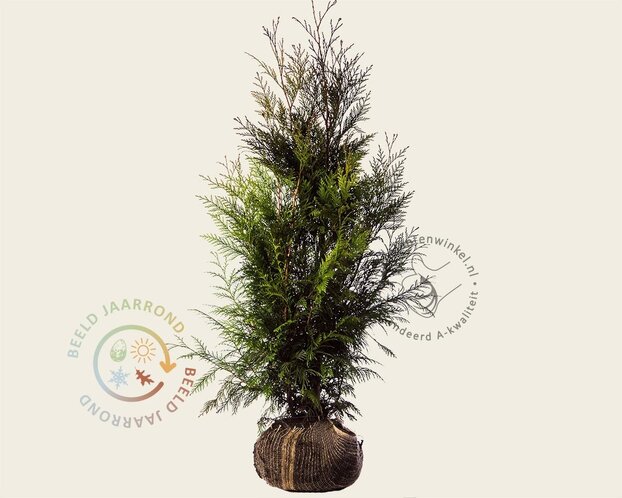 Thuja plicata 'Martin' - kluit