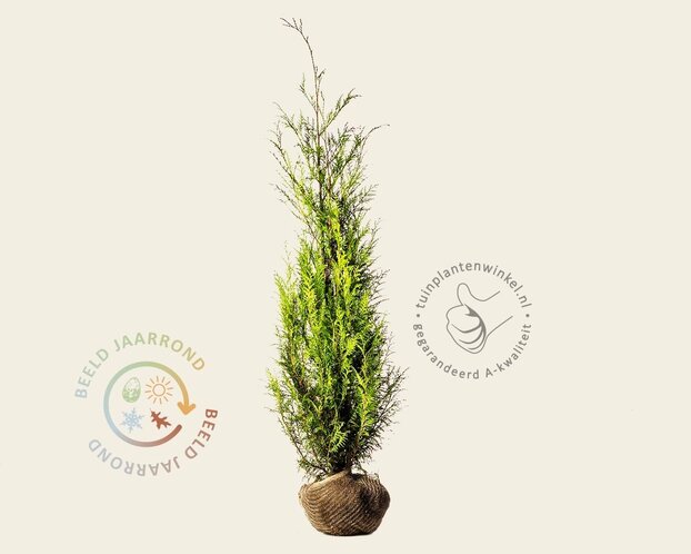 Thuja plicata 'Martin' - kluit