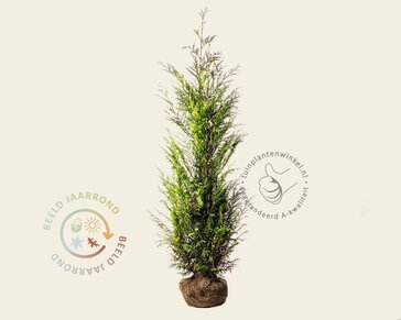 Thuja plicata 'Martin' - kluit