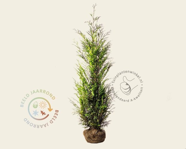 Thuja plicata 'Martin' - kluit