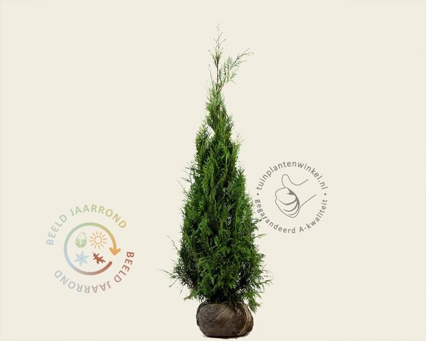 Thuja plicata 'Martin' - kluit