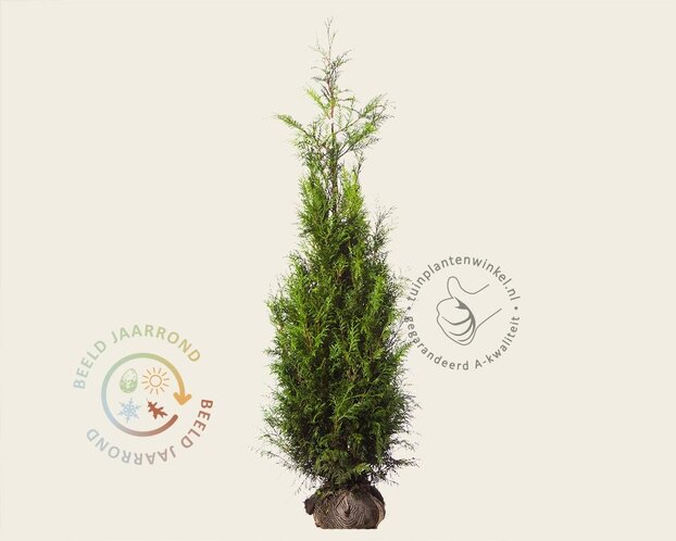 Thuja plicata 'Martin' - kluit
