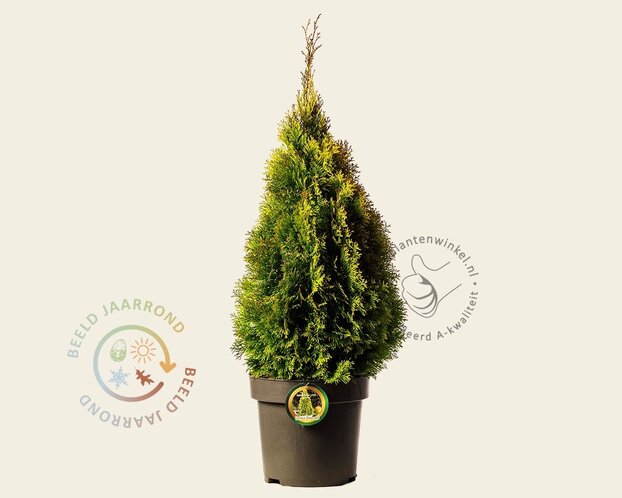 Thuja occidentalis 'Golden Smaragd' - in pot