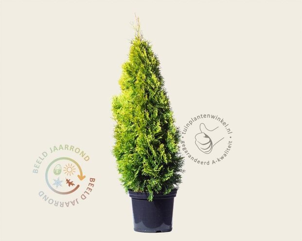 Thuja occidentalis 'Golden Smaragd' - in pot