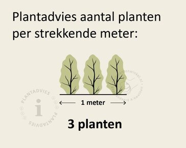 Thuja occidentalis 'Golden Smaragd' - in pot
