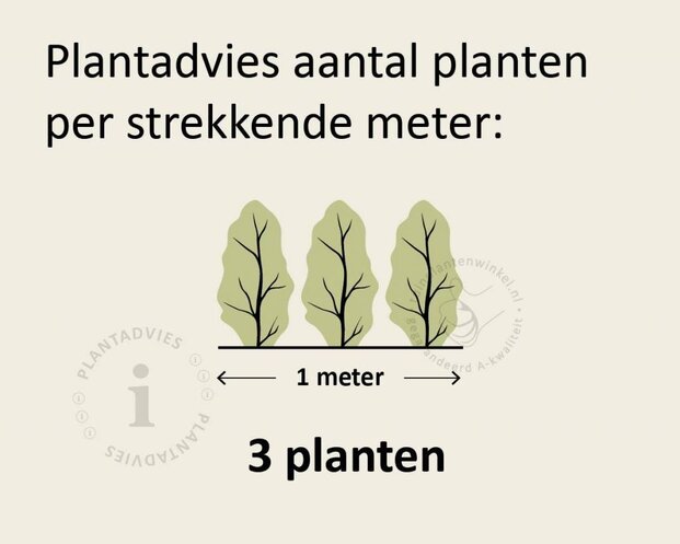 Thuja occidentalis 'Golden Smaragd' - in pot