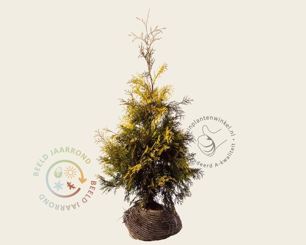 Thuja occidentalis 'Yellow Ribbon' - kluit