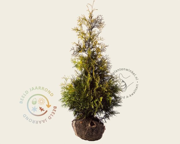 Thuja occidentalis 'Yellow Ribbon' - kluit