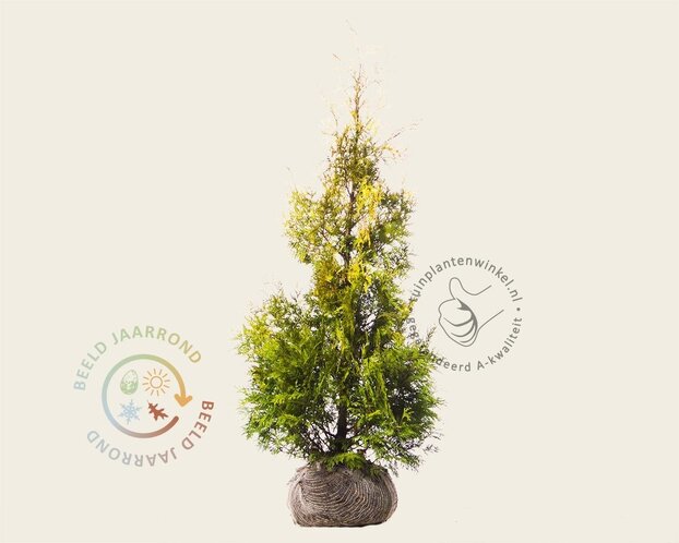 Thuja occidentalis 'Yellow Ribbon' - kluit