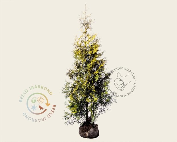 Thuja occidentalis 'Yellow Ribbon' - kluit