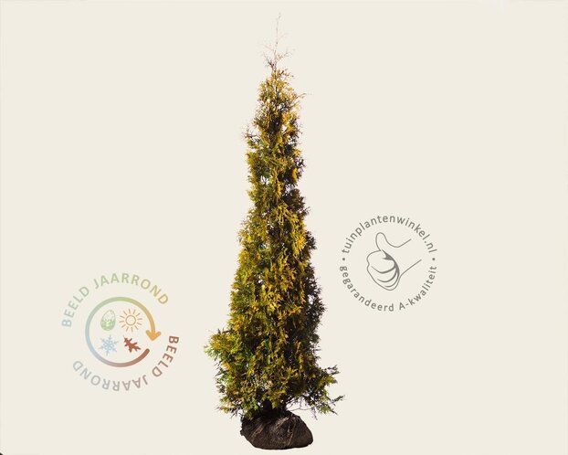 Thuja occidentalis 'Yellow Ribbon' - kluit