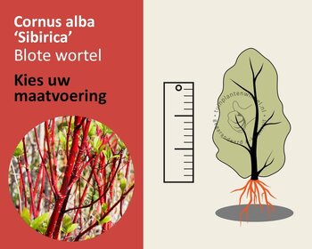 Cornus alba 'Sibirica' - blote wortel