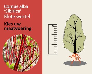 Cornus alba 'Sibirica' - blote wortel image