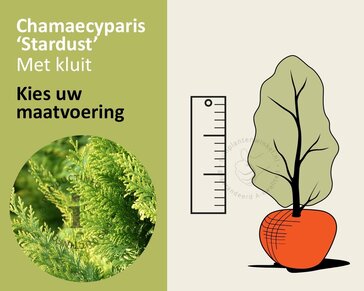 Chamaecyparis lawsoniana 'Stardust' - kluit