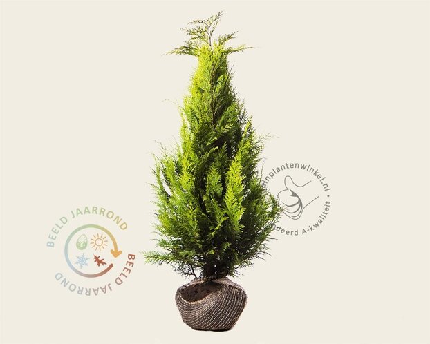Chamaecyparis lawsoniana 'Stardust' - kluit