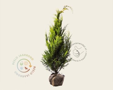Chamaecyparis lawsoniana 'Stardust' - kluit