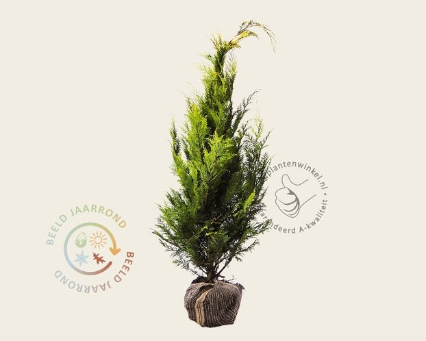 Chamaecyparis lawsoniana 'Stardust' - kluit