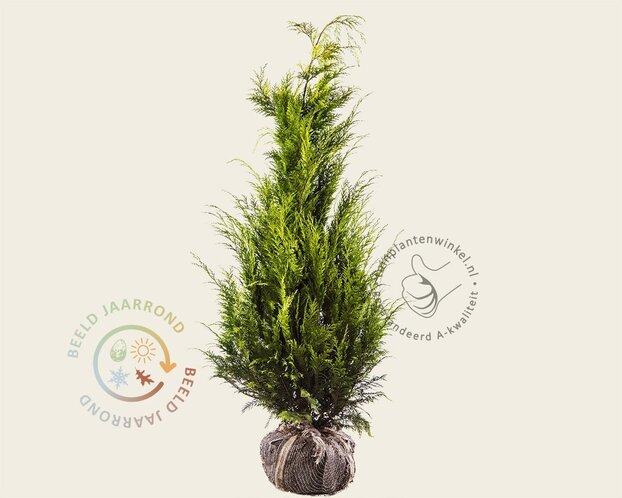 Chamaecyparis lawsoniana 'Stardust' - kluit