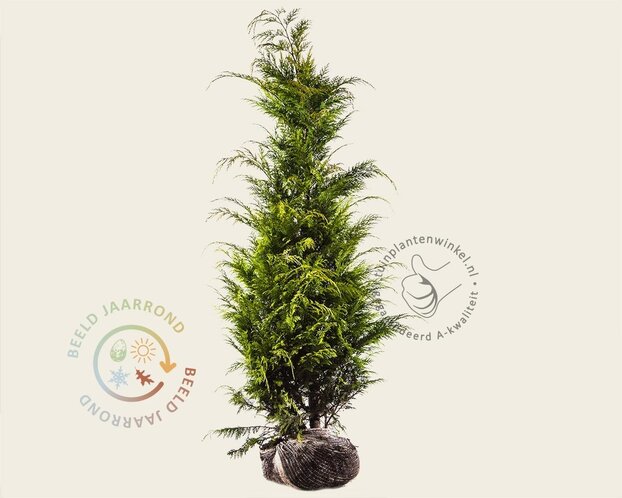 Chamaecyparis lawsoniana 'Stardust' - kluit