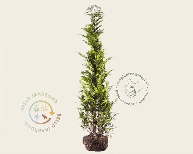Chamaecyparis lawsoniana 'Stardust' - kluit