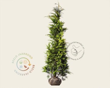 Chamaecyparis lawsoniana 'Stardust' - kluit