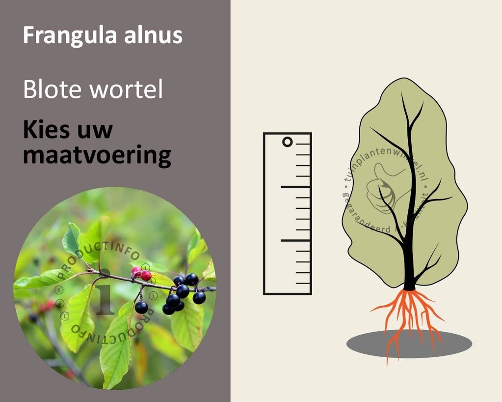 Frangula alnus - blote wortel