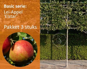 Lei-Appel 'Elstar' - Basic - pakket 3 stuks + EXTRA'S! image