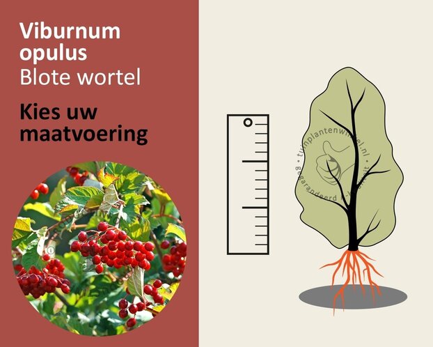 Viburnum opulus - blote wortel