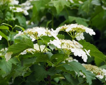 Viburnum opulus - blote wortel