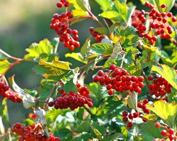 Viburnum opulus - blote wortel