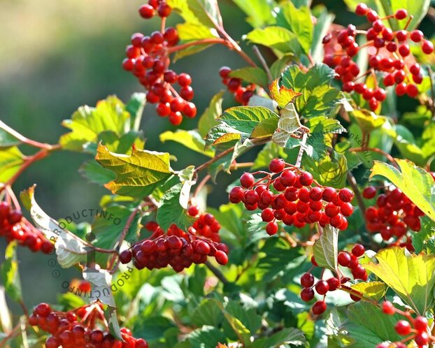 Viburnum opulus - blote wortel