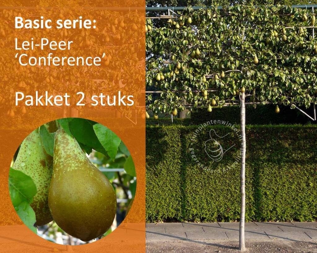 Lei-Peer 'Conference' - Basic - pakket 2 stuks + EXTRA'S!